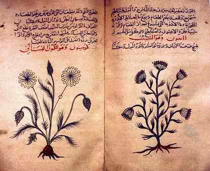 ciencia al-Ándalus, manuscrito árabe botánico que muestra dos bocetos de plantas
